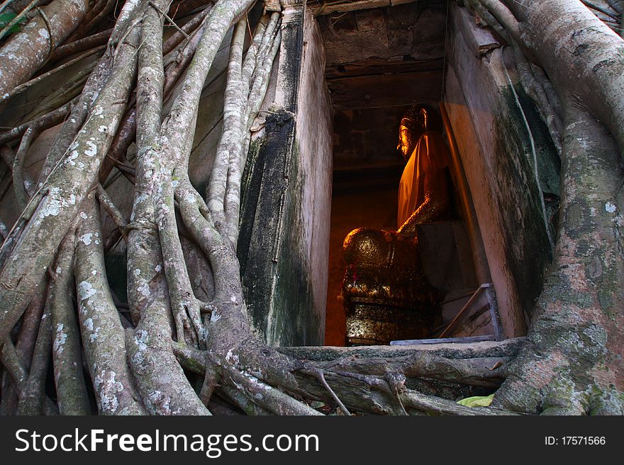 Old Temple Cover By Root Tree, Thailand