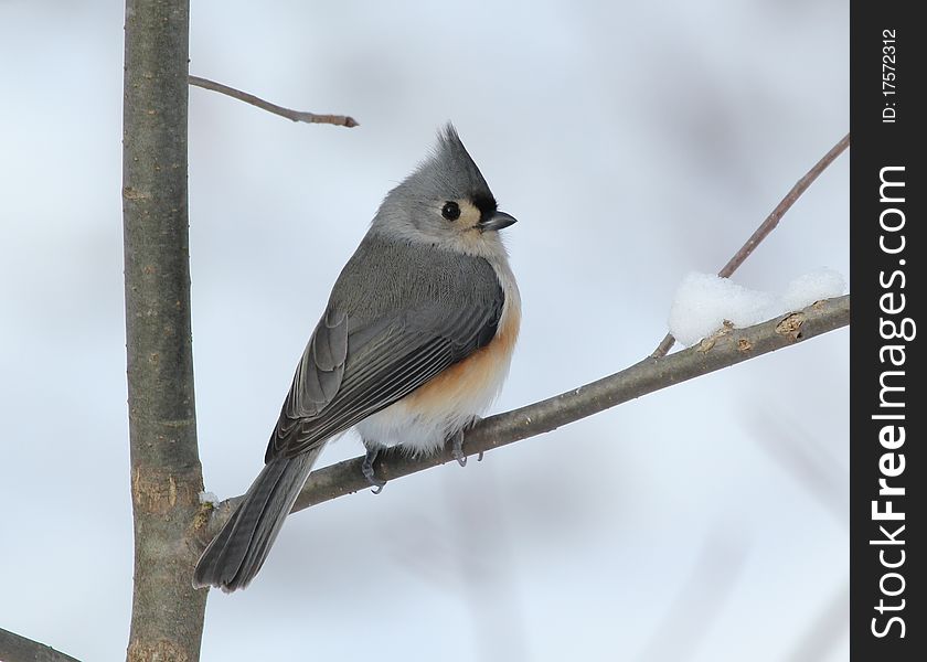Tufted titmouse perched on snowy branch. Tufted titmouse perched on snowy branch