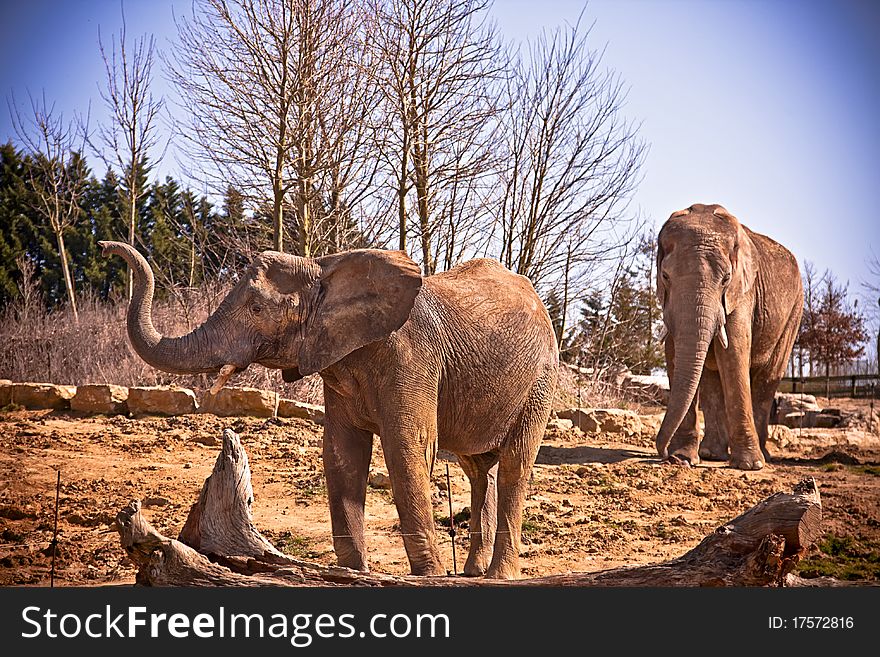 Two Elephant waling in a zoo