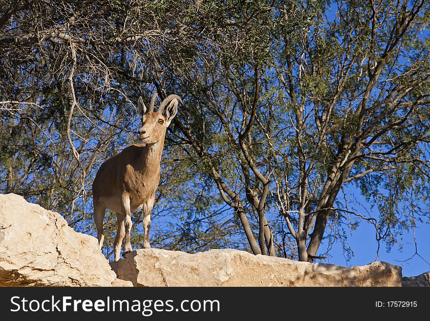 Female ibex standing on a cliff.