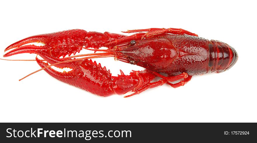 One craw fish isolated on the white background. One craw fish isolated on the white background.