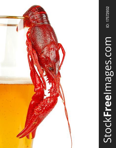 Craw fish and light ale Beer isolated o the white background. Craw fish and light ale Beer isolated o the white background.