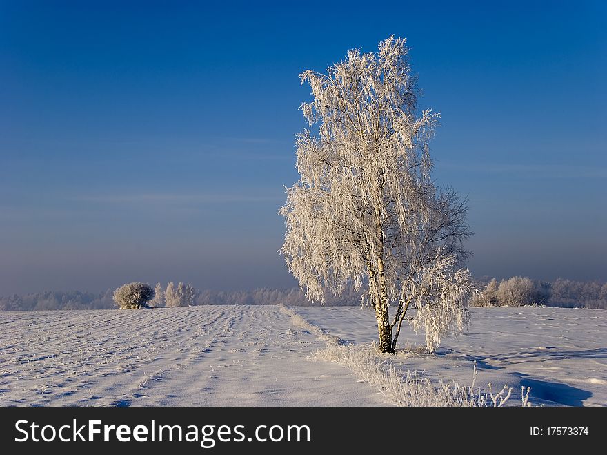 Solar winter landscape with forest and fields. Solar winter landscape with forest and fields