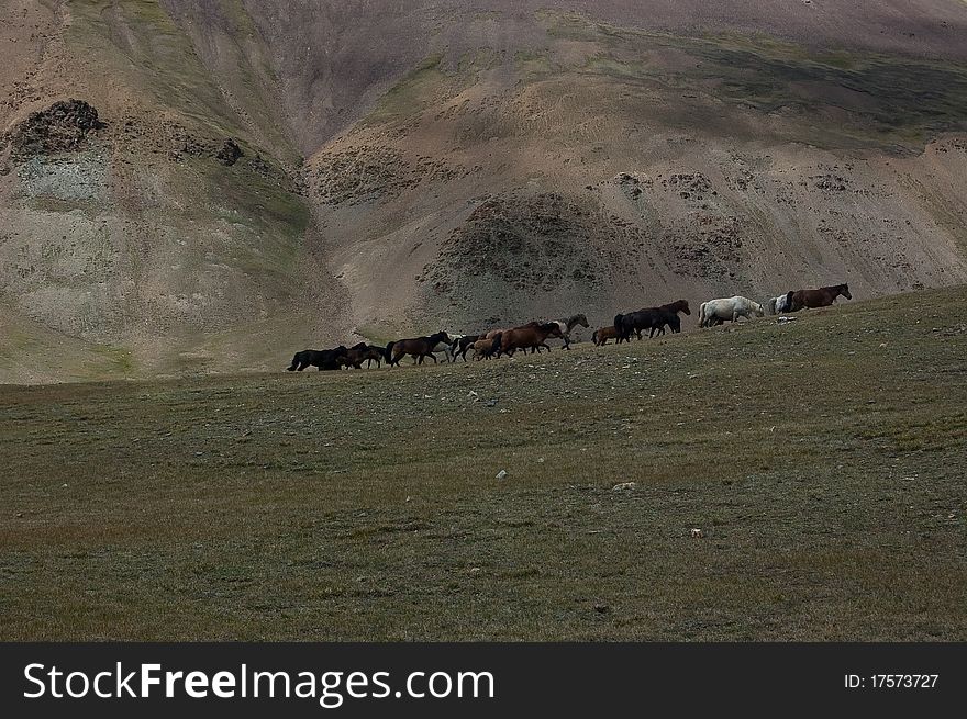 Herd of horses running up a hill