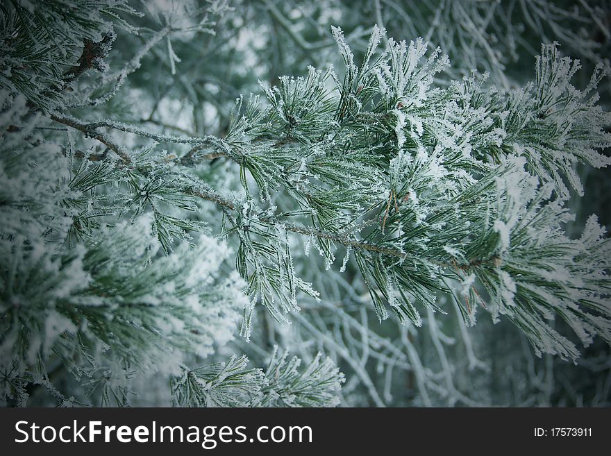 Snow covered branch of a pine close up. Snow covered branch of a pine close up