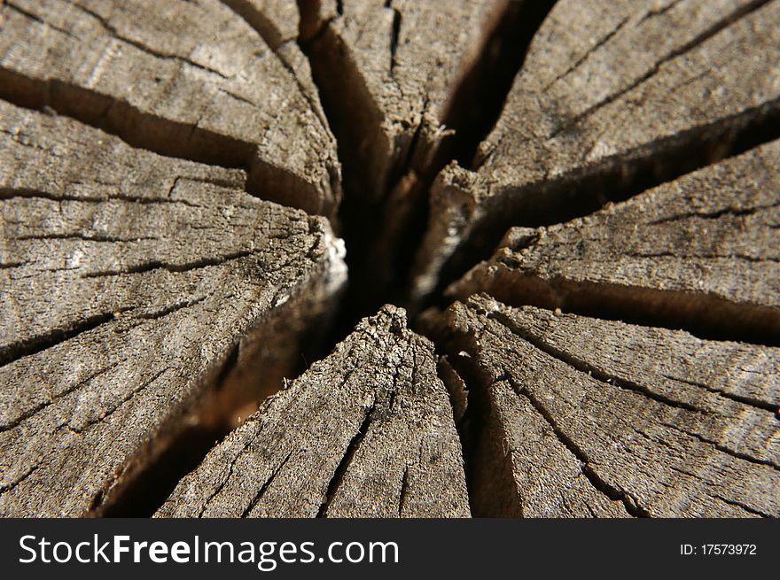 Close-up of a dry cracked tree stump