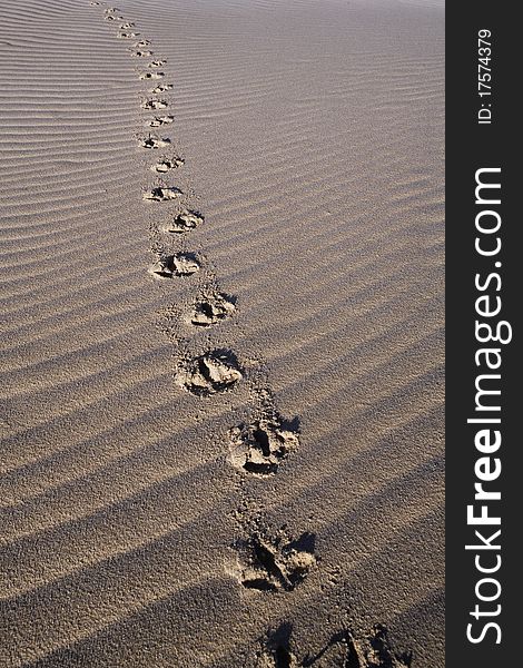 Bird Tracks On Sea Sand