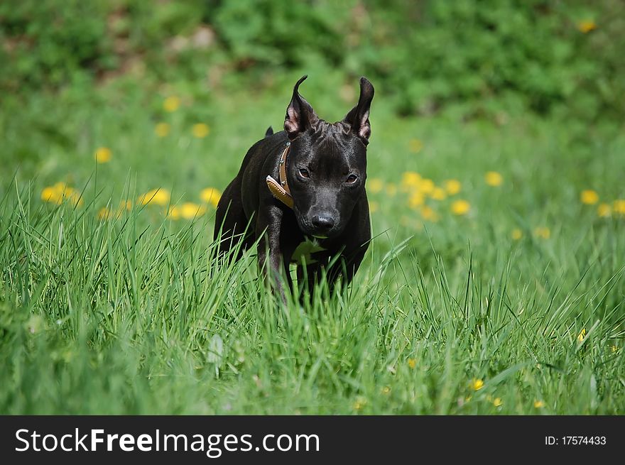 Running young pitbull terrier dog