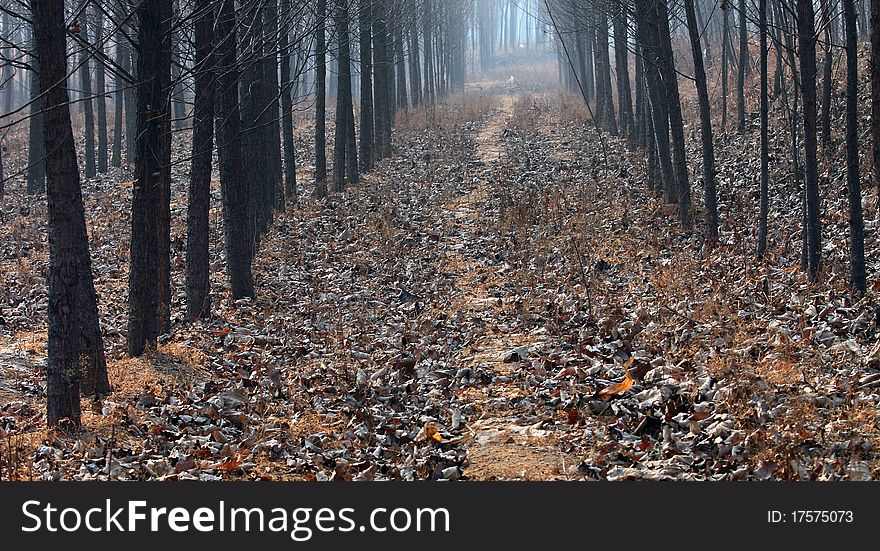 Grove of poplar trees in winter.