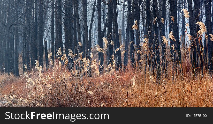 Bulrush in winter