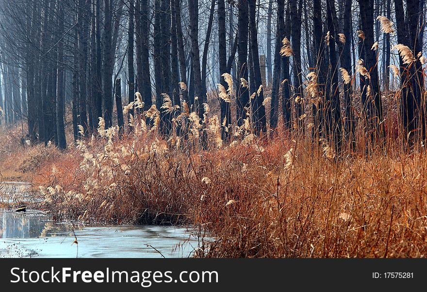 Bulrush in winter in backlit.