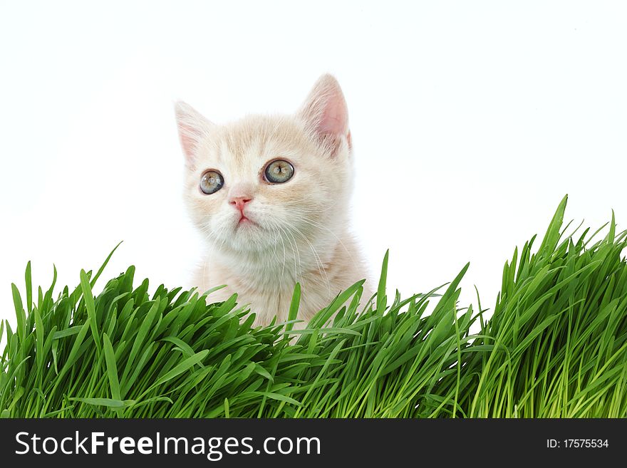 Cat behind grass isolated on white background