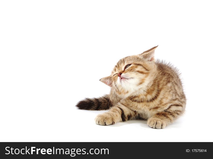 Cat isolated on white background. Cat isolated on white background