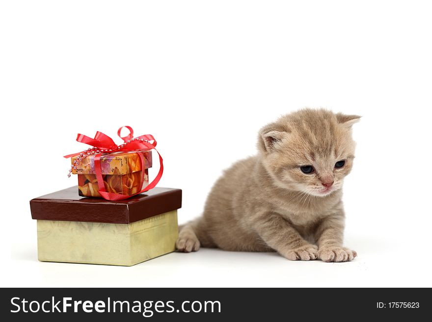 Isolated Cat And Gift