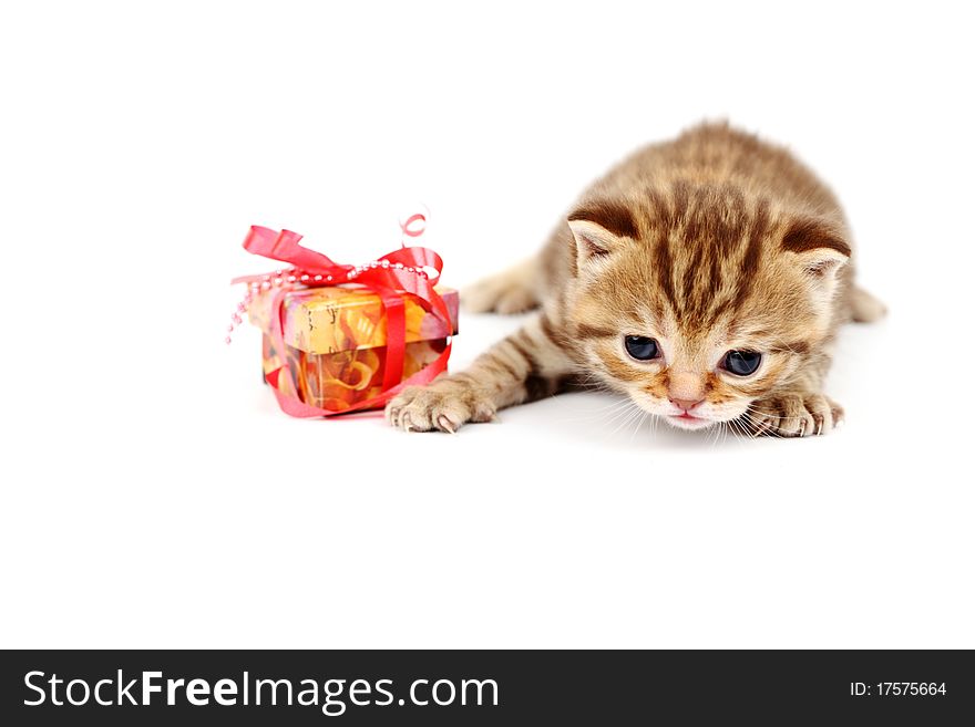 Isolated cat and gift