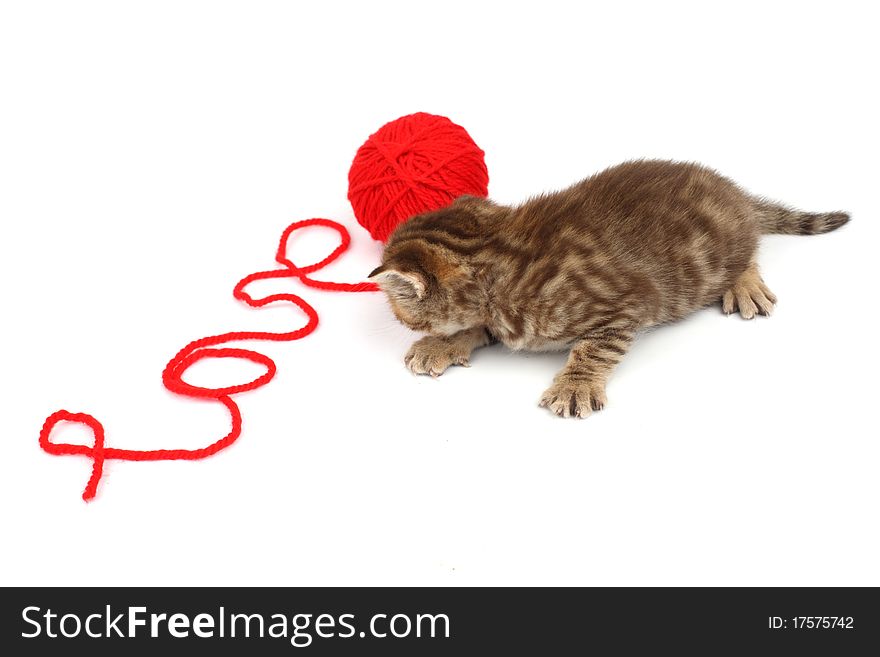 Cat and wool sign love. Cat and wool sign love