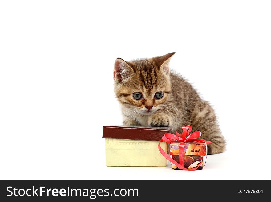 Cat and gift isolated on white background. Cat and gift isolated on white background