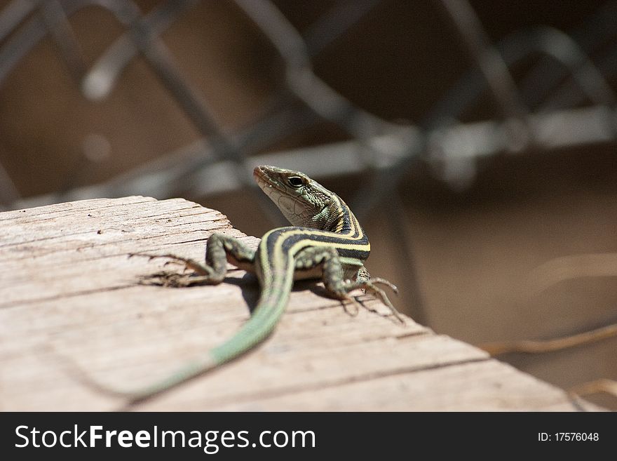 Small lizard on the sun, Epidaurus, Peloponnese, Greece