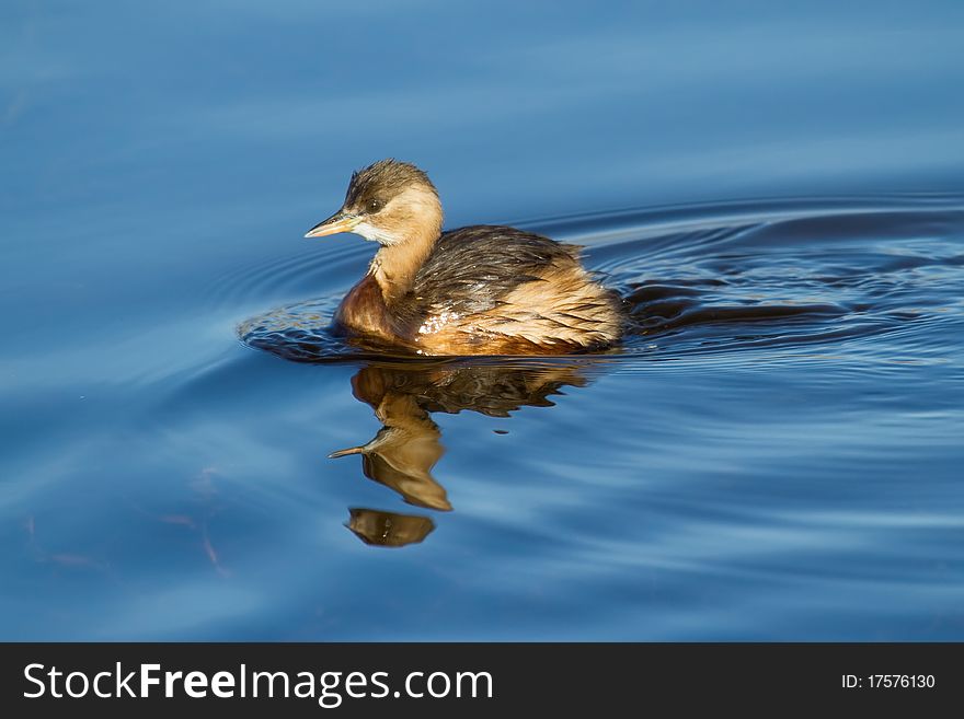 A Little Grebe (�achybaptus ruficollis) on the water of a lake