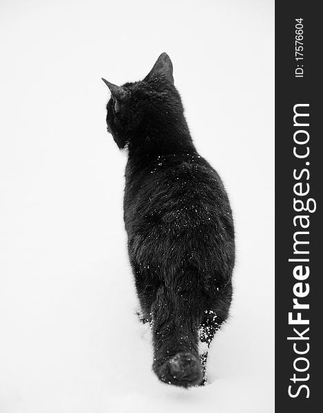 Black cat outdoor at snow. Black cat outdoor at snow