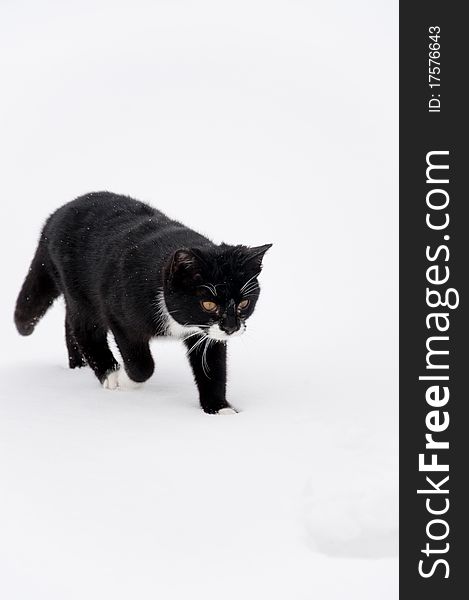 Black cat outdoor at snow. Black cat outdoor at snow