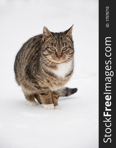 Cat with stripes sitting at snow. Cat with stripes sitting at snow