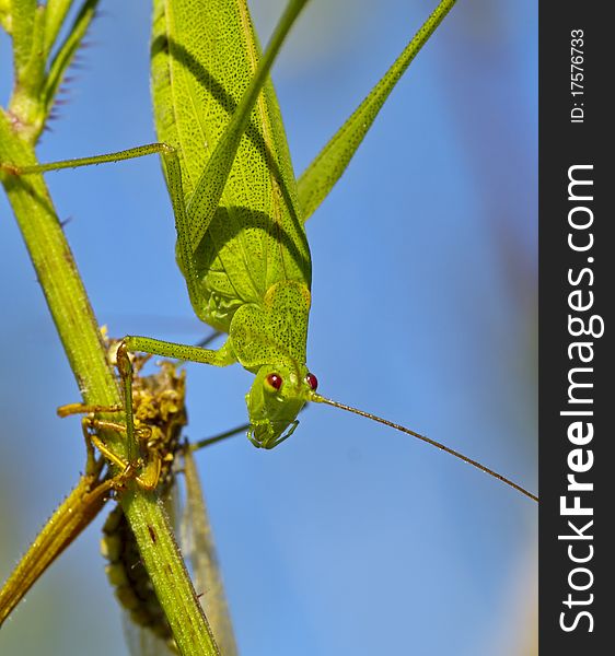 Green grasshopper on a grass stalk