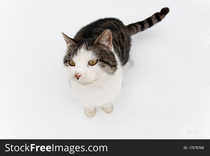 Cat with stripes sitting at snow. Cat with stripes sitting at snow