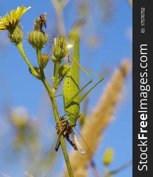 Green grasshopper on a grass stalk