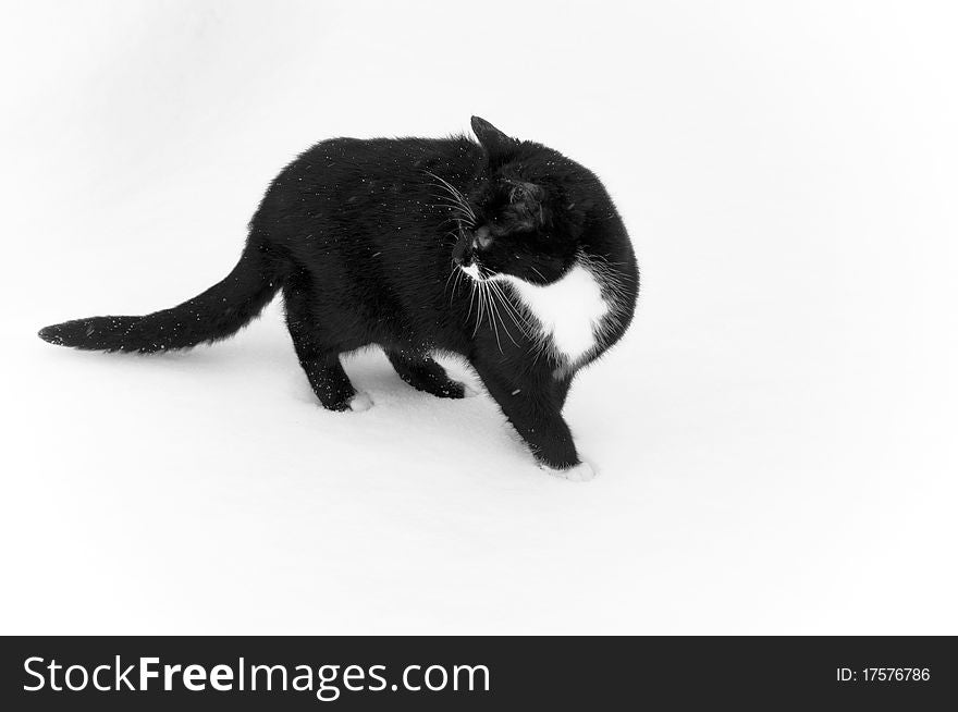 Black Cat At Snow