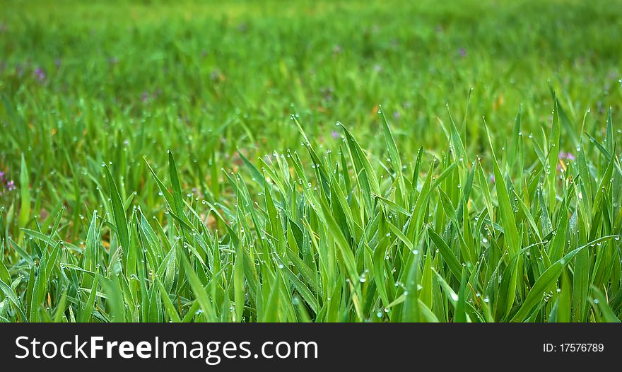 Grass background. Element of design.