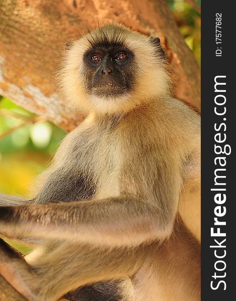 Portrait of a common asian Langur monkey. Portrait of a common asian Langur monkey