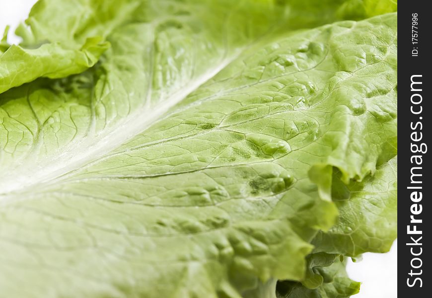 Close- up of green lettuce. Close- up of green lettuce