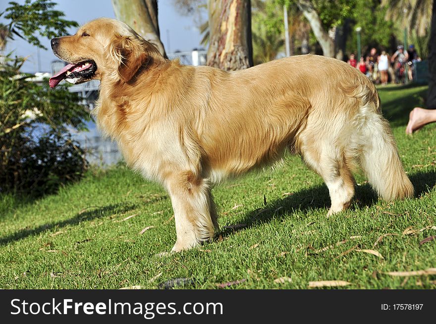 Beautiful dog on green lawn in the Yarkon PARK