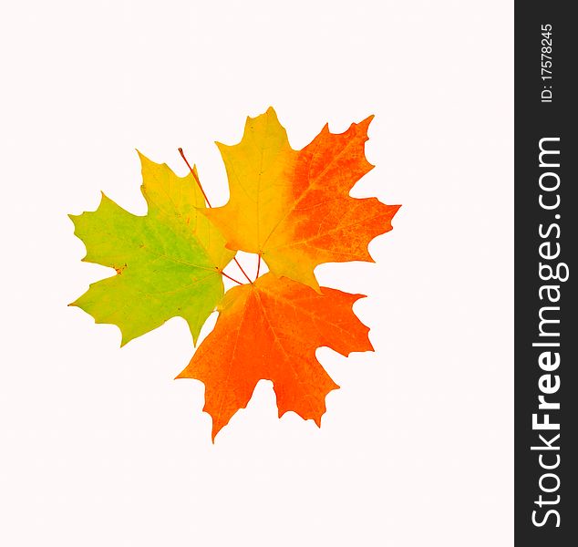 Leaf color changes representing the lifecycle. Leaf color changes representing the lifecycle