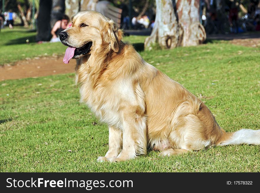 Beautiful dog on green lawn in the Yarkon PARK