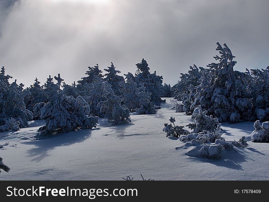 Snow covered pine trees