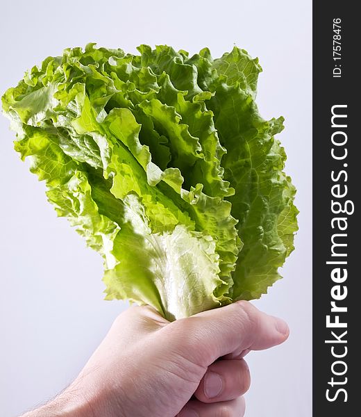 Close- up of green lettuce in hand. Close- up of green lettuce in hand