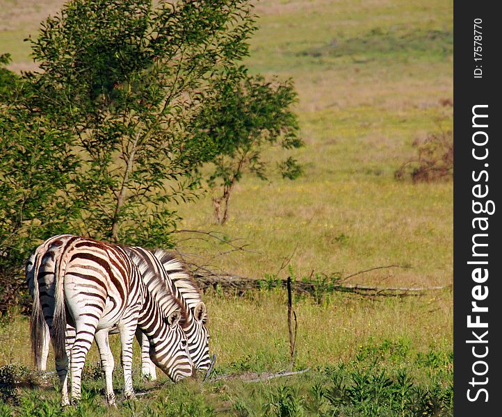 This is an image of South African Zebras grazing.