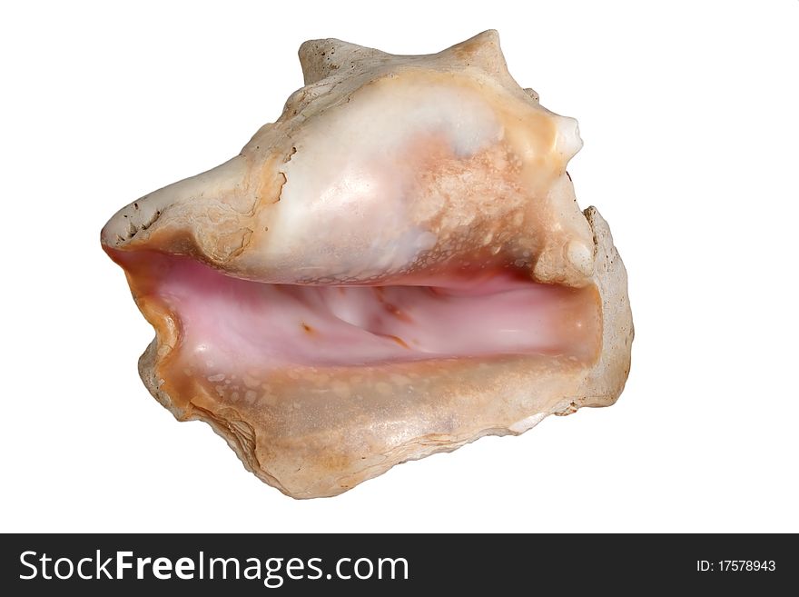 Large pearl nacre seashell isolated