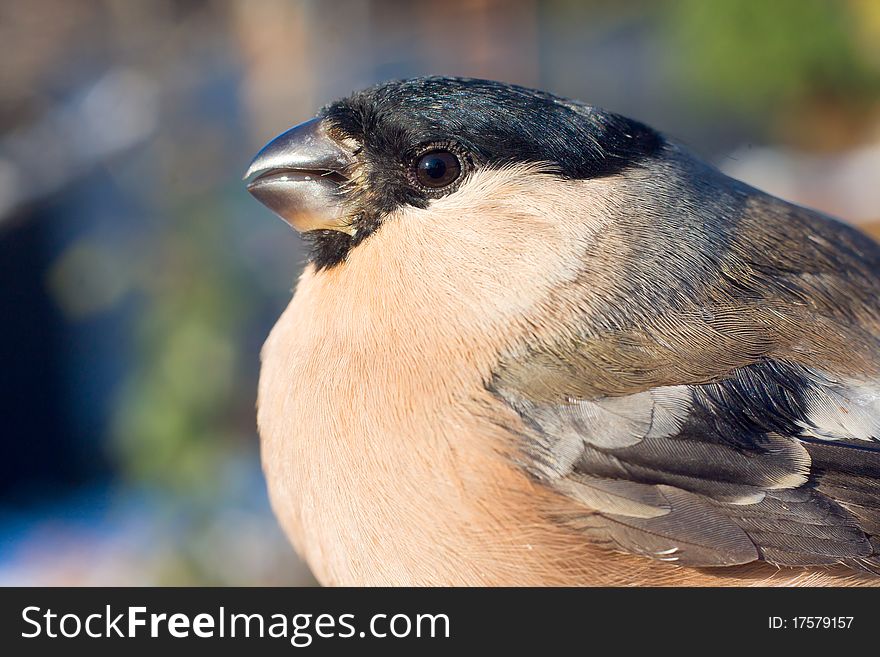 Bullfinch, Female / Pyrrhula Pyrrhula