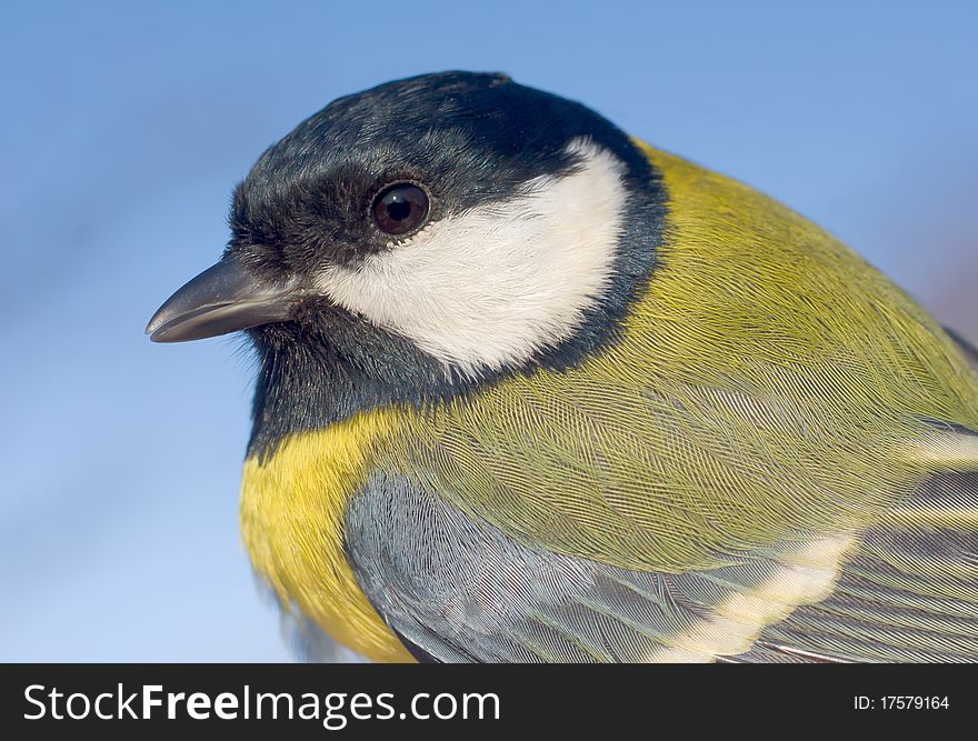 Great Tit close-up (Parus major) in the wild nature. A wildlife photo.