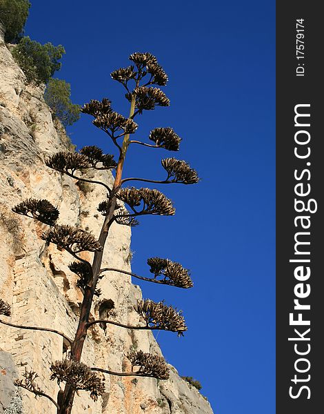 Agave with the cliff and the blue sky in the background. Agave with the cliff and the blue sky in the background