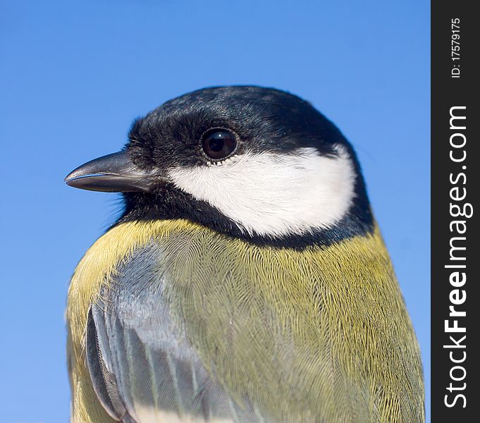 Great tit close-up / Parus major