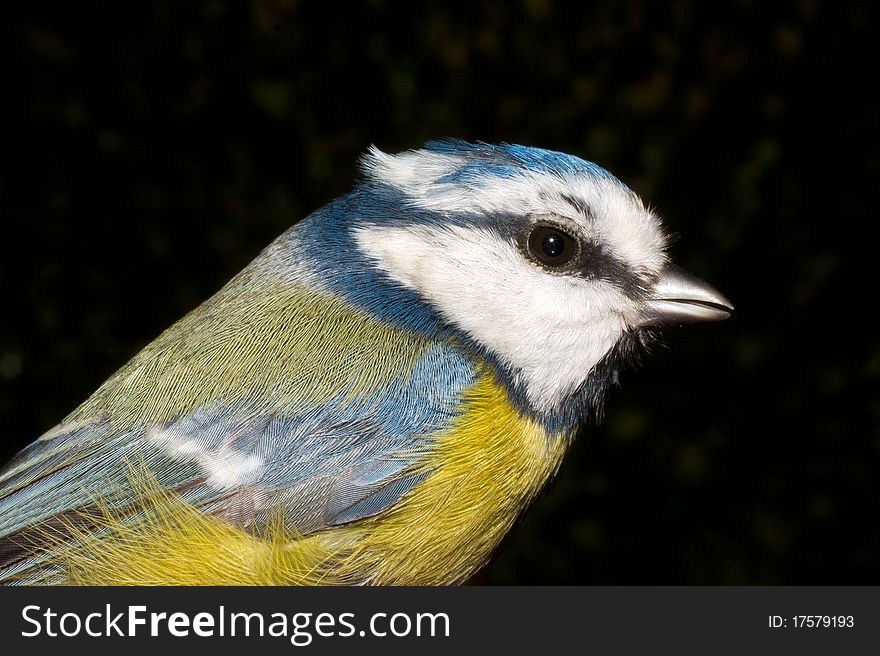 Blue tit close-up (Parus caeruleus)