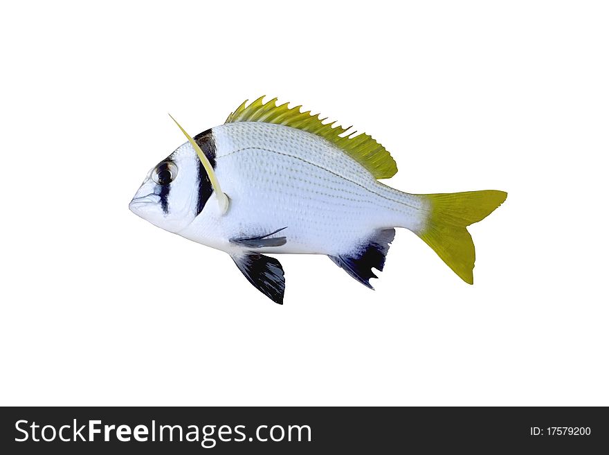 Tropical fish Sea crucian isolated on a white