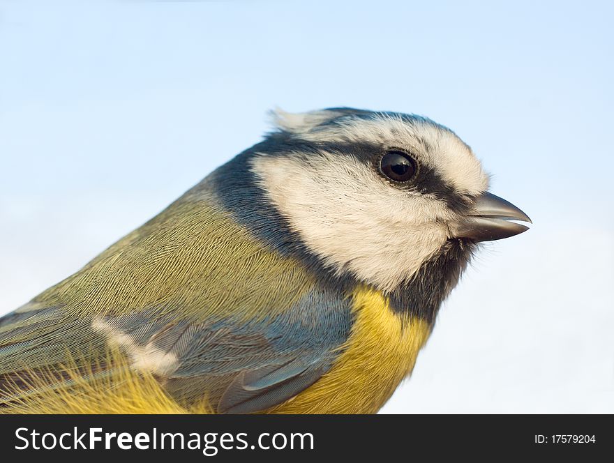 Blue tit close-up portrait (Parus caeruleus). Blue tit close-up portrait (Parus caeruleus)