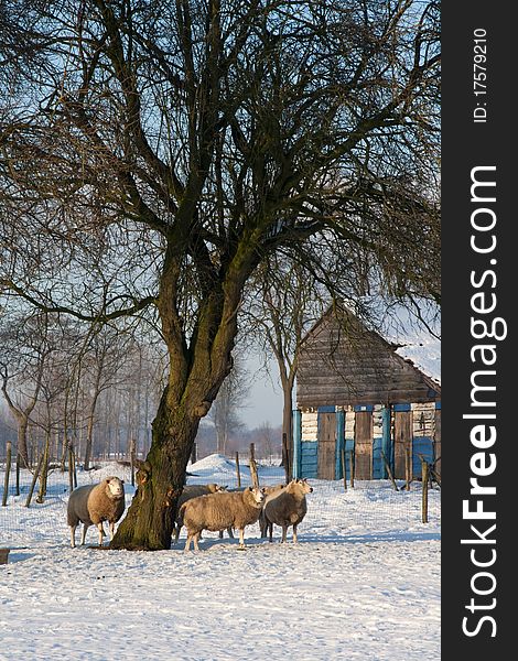 Sheep under a tree in the snow. Sheep under a tree in the snow