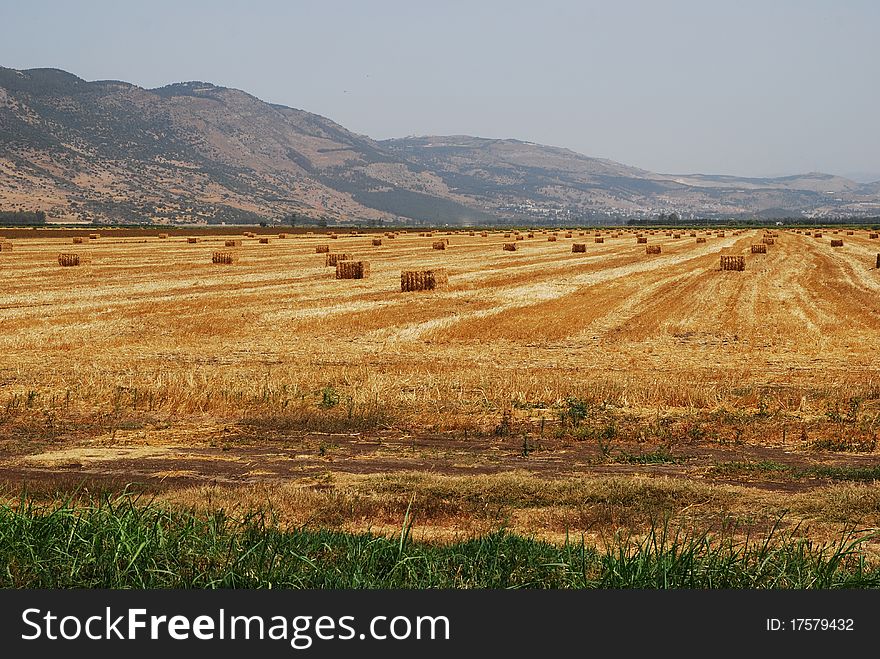 Mown hay on the field against the backdrop of the mountains. Mown hay on the field against the backdrop of the mountains