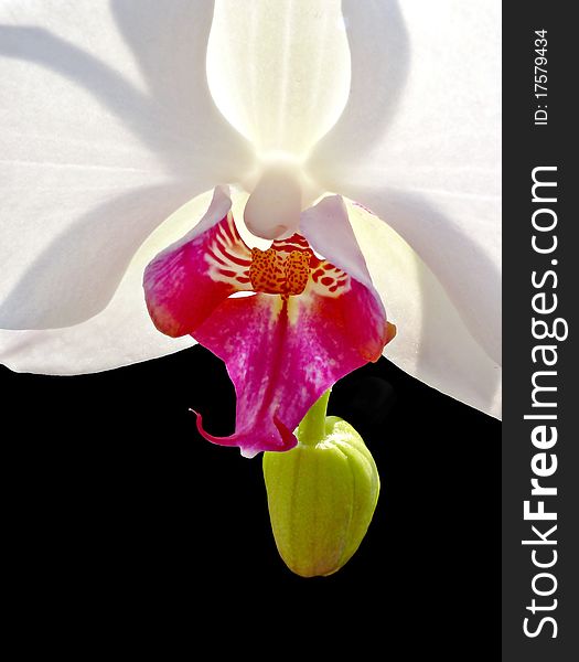 White orchid on black background